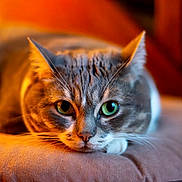 Louna participe au concours pour gagner de l'argent avec cette photo : cat, tabby, close_up, green_eyes, whiskers, cushion, indoor, pet, relaxed, sleepy, fur, animal, mammal, portrait, cozy, warm_light, soft_texture, resting, cute, domestic_cat