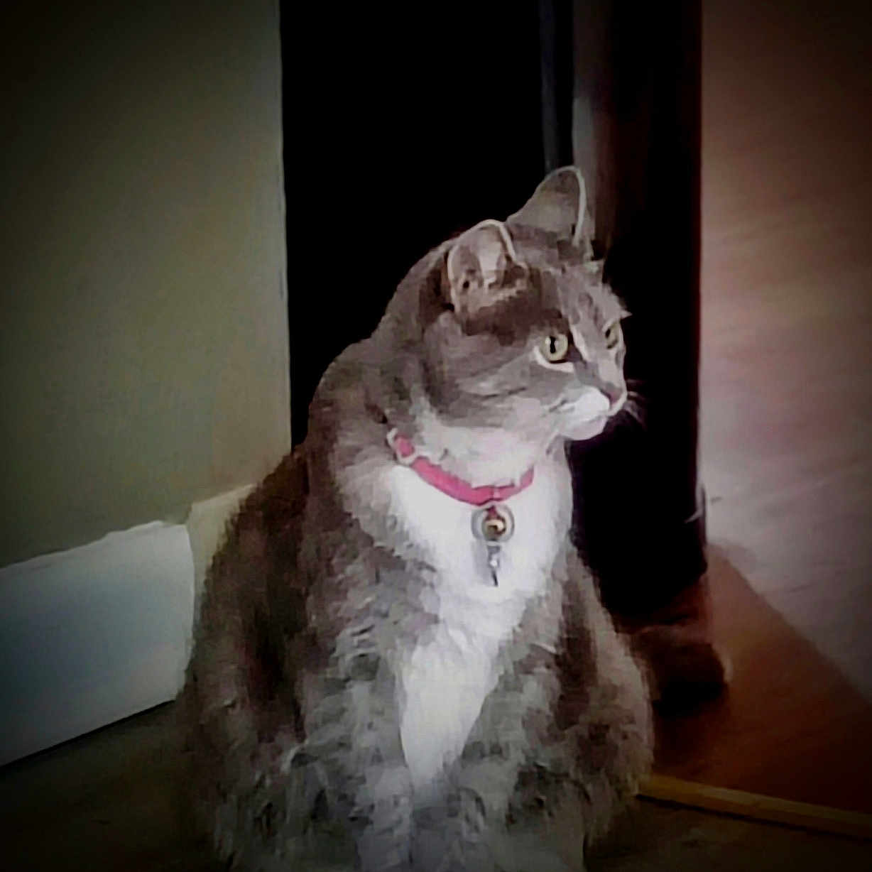Katy