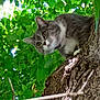 Katy joined the competition — help win amazing prizes! alert, animal, branch, cat, climbing, closeup, curious, daylight, feline, gray_cat, greenery, leaves, mammal, nature, outdoor, pet, tree, trunk, whiskers, wildlife