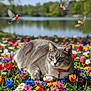 Katy is registered to the contest to win money with this photo: birds, calm, cat, colorful, flora, flowers, flying, grass, gray_tabby, greenery, lake, nature, outdoor, pet, pink_collar, relaxed, scenic, spring, sunlight, wildlife