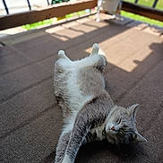 Katy joined the competition — help win amazing prizes! animal, brown_surface, cat, closeup, collar, feline, fur, gray_cat, mammal, outdoor, paw, pet, portrait, relaxed, resting, sleeping, stretching, sunlight, texture, white_cat