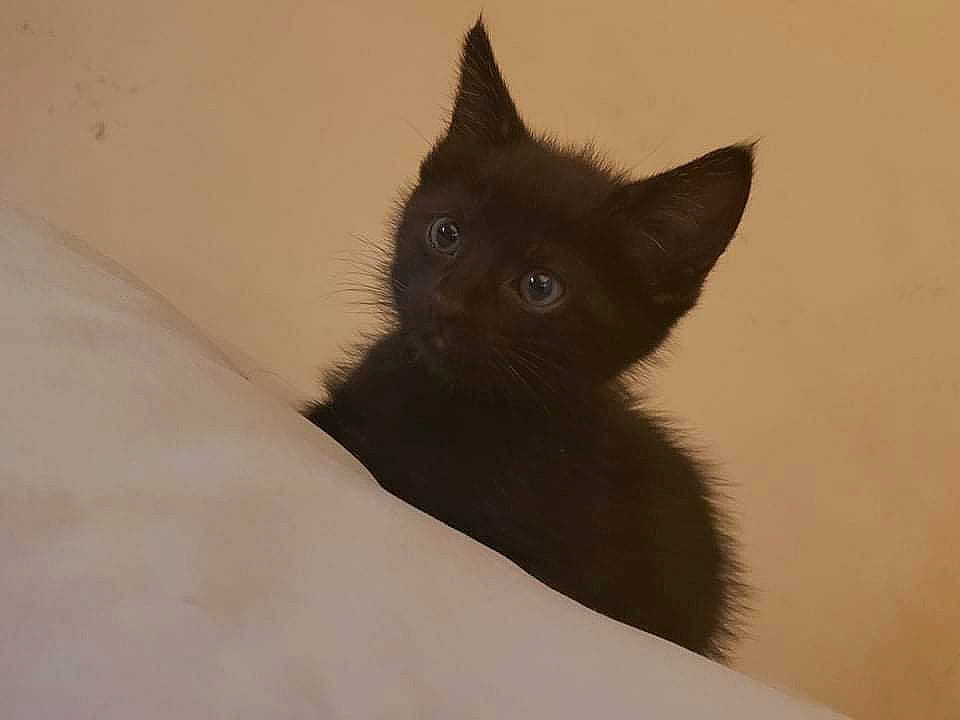 August is registered to the contest to win money with this photo: black_cat, bombay, carnivore, cat, domestic_short_haired_cat, ear, felidae, fur, small_to_medium_sized_cats, tail, whiskers