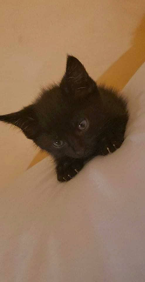 August is registered to the contest to win money with this photo: black_cat, bombay, carnivore, cat, claw, dog_breed, domestic_short_haired_cat, felidae, flooring, fur, paw, small_to_medium_sized_cats, tail, whiskers