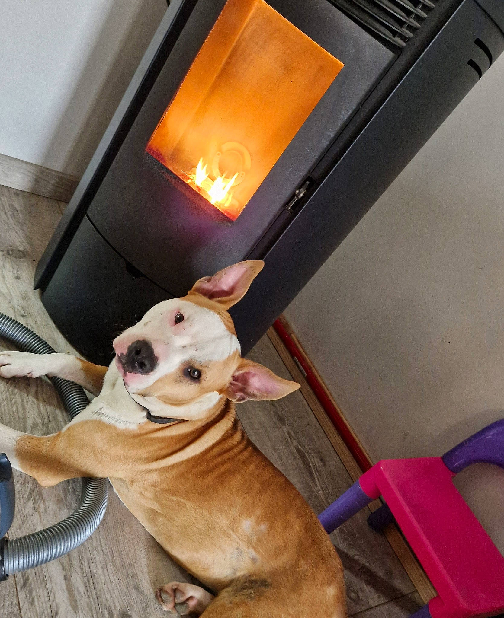 Twix participe au concours pour gagner de l'argent avec cette photo : carnivore, chair, collar, companion_dog, computer_keyboard, dog, dog_breed, dog_collar, dog_supply, fawn, floor, flooring, guard_dog, hardwood, pet_supply, sporting_group, tail, whiskers, wood, working_animal