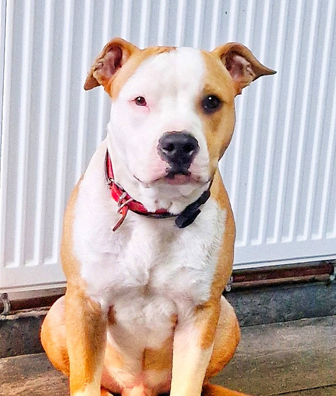 Twix a rejoint le concours — aidez-le/la à gagner de superbes lots ! ancient_dog_breeds, canidae, carnivore, collar, companion_dog, dog, dog_breed, dog_collar, dog_supply, fashion_accessory, fawn, leash, non_sporting_group, pet_supply, snout, sporting_group, whiskers, working_animal, working_dog