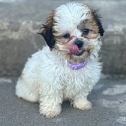 Kaia is registered to the contest to win money with this photo: adorable, animal, brown_fur, close_up, companion_animal, concrete, curly_fur, dog, fluffy, licking, outdoor, pavement, pet, portrait, puppy, purple_collar, shih_tzu, sitting, tongue, white_fur