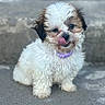 adorable, animal, brown_fur, close_up, companion_animal, concrete, curly_fur, dog, fluffy, licking, outdoor, pavement, pet, portrait, puppy, purple_collar, shih_tzu, sitting, tongue, white_fur