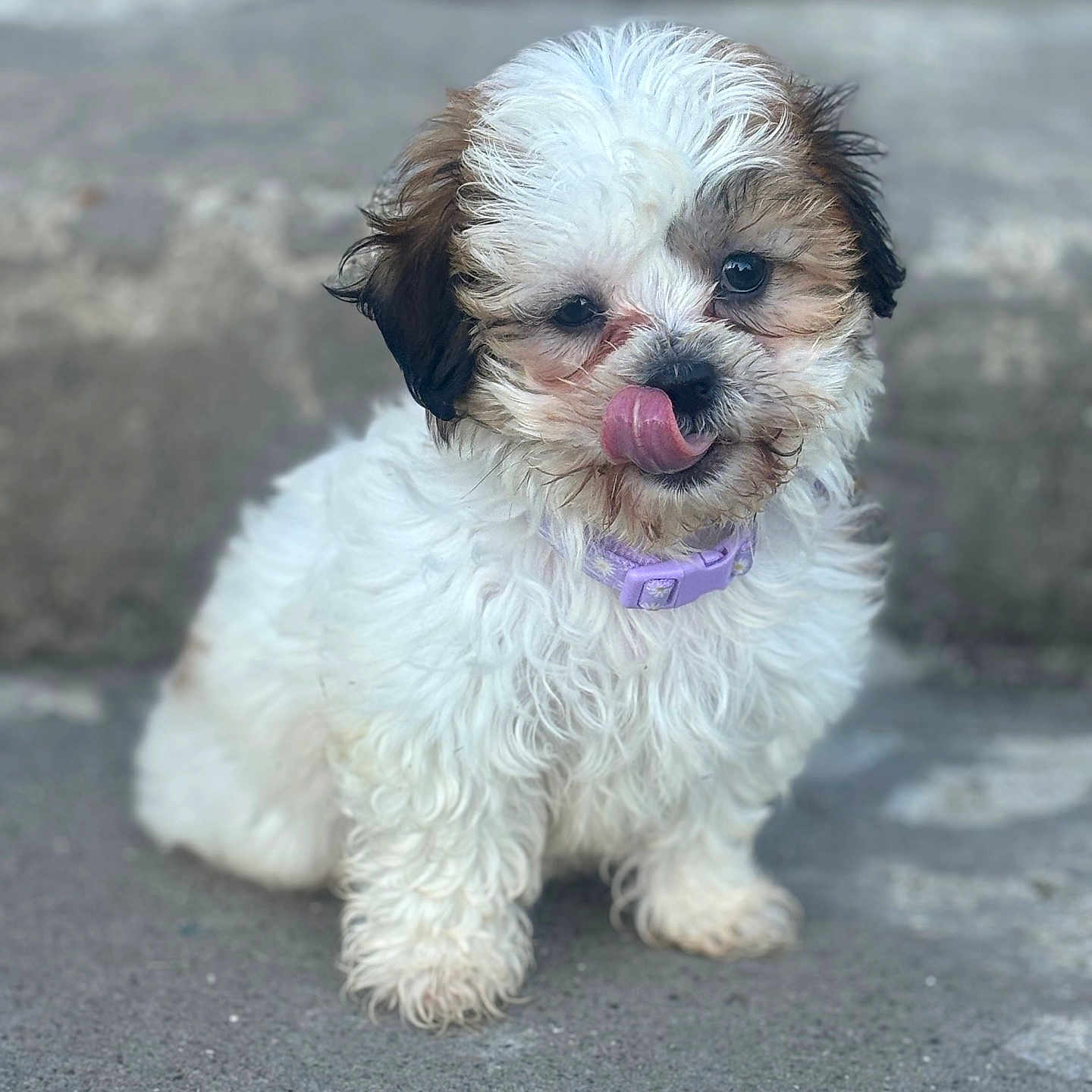 Kaia