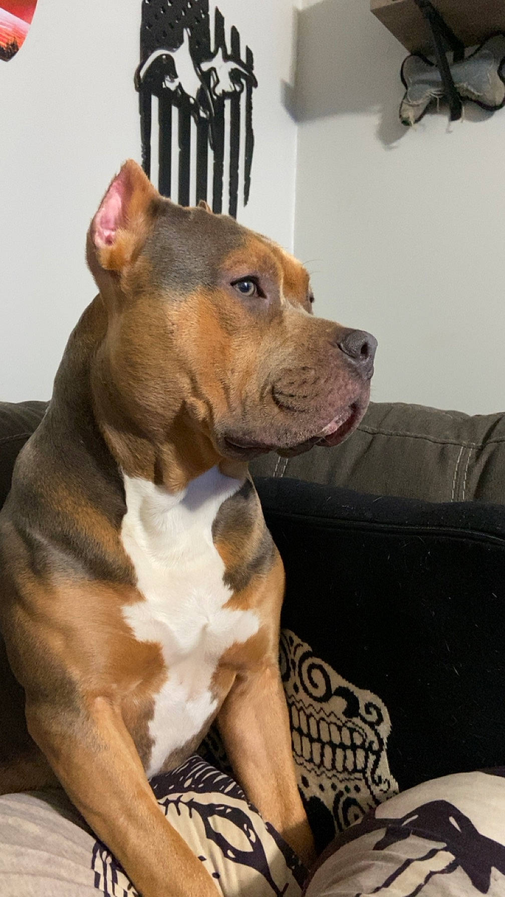 Stitch joined the competition — help win amazing prizes! canidae, carnivore, collar, comfort, companion_dog, couch, dog, dog_breed, dog_collar, ear, fawn, fur, liver, non_sporting_group, snout, sporting_group, terrestrial_animal, whiskers, working_animal, working_dog