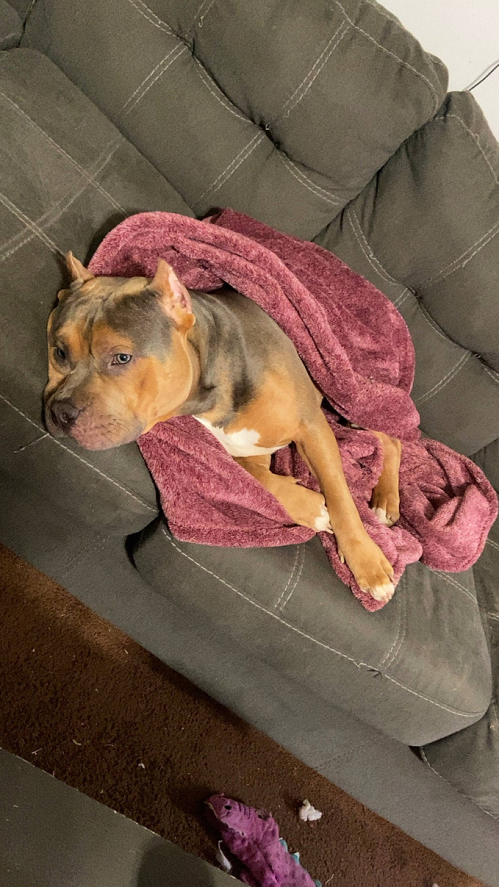 Stitch joined the competition — help win amazing prizes! canidae, carnivore, comfort, companion_dog, dog, dog_breed, dog_supply, fawn, fur, linens, pet_supply, pink, sleeve, snout, sporting_group, suidae, tail, terrestrial_animal, whiskers, working_animal