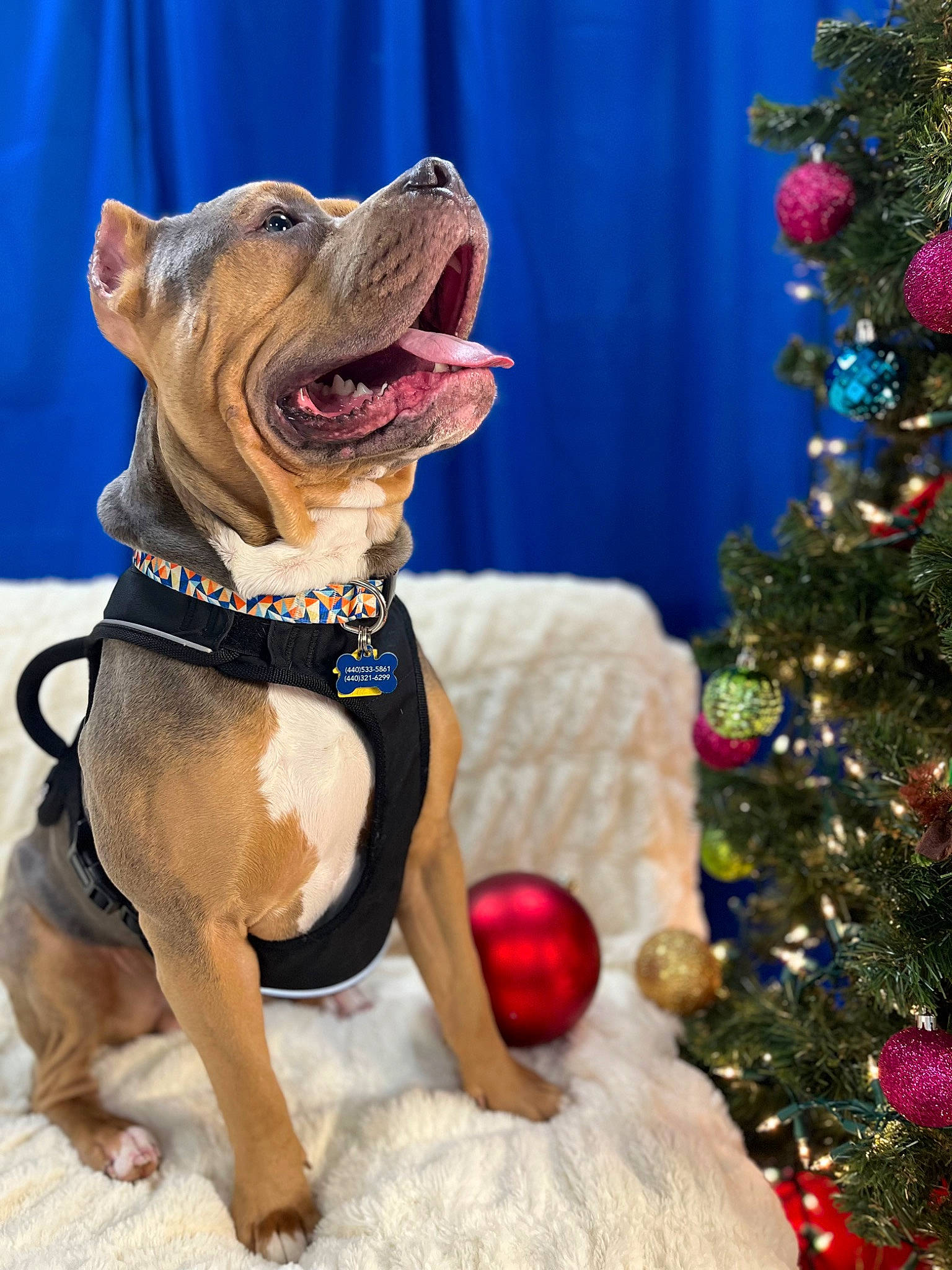 Stitch is registered to the contest to win money with this photo: carnivore, christmas_ornament, christmas_tree, collar, companion_dog, dog, dog_breed, dog_collar, dog_supply, event, facial_expression, fawn, holiday_ornament, liver, ornament, pet_supply, plant, snout, toy, working_animal