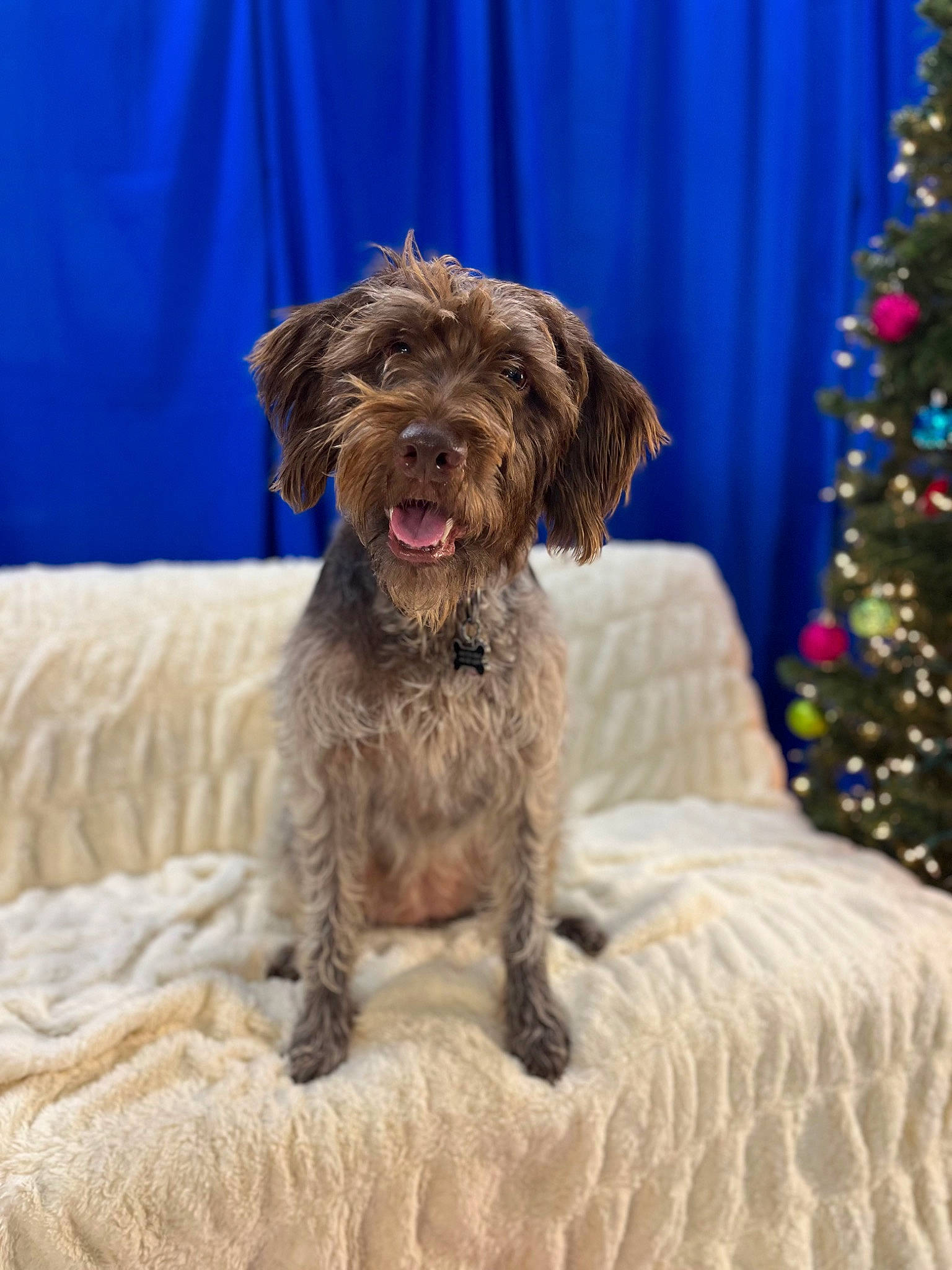 Nala is registered to the contest to win money with this photo: canidae, carnivore, christmas_decoration, christmas_tree, companion_dog, conifer, curtain, dog, dog_breed, dog_supply, event, fur, liver, small_terrier, snout, sporting_group, terrier, toy_dog, water_dog, working_animal