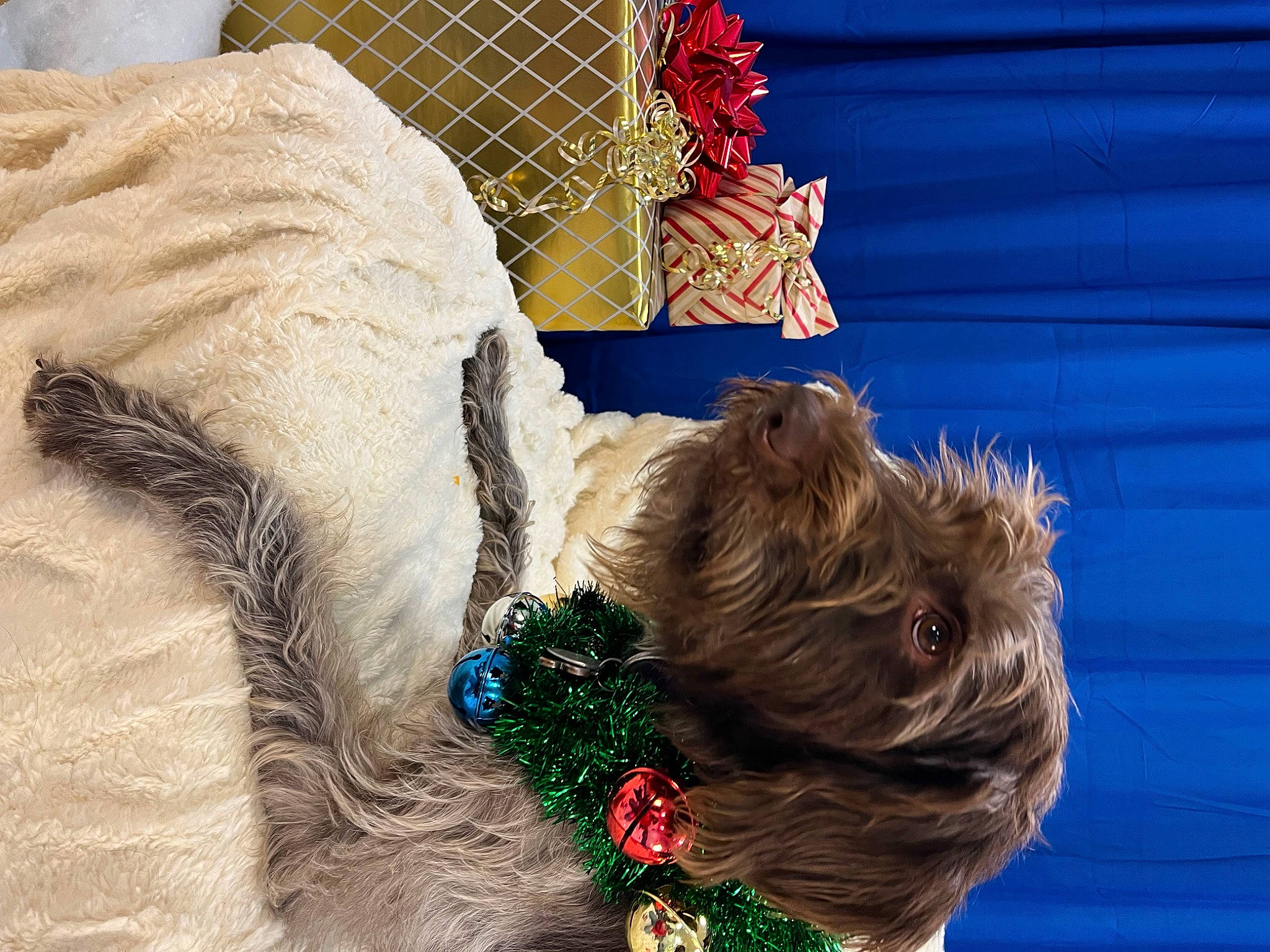 Nala is registered to the contest to win money with this photo: blue, canidae, carnivore, collar, companion_dog, dog, dog_breed, dog_clothes, dog_collar, dog_supply, fawn, fur, leash, liver, pet_supply, snout, sporting_group, terrier, toy_dog, working_animal