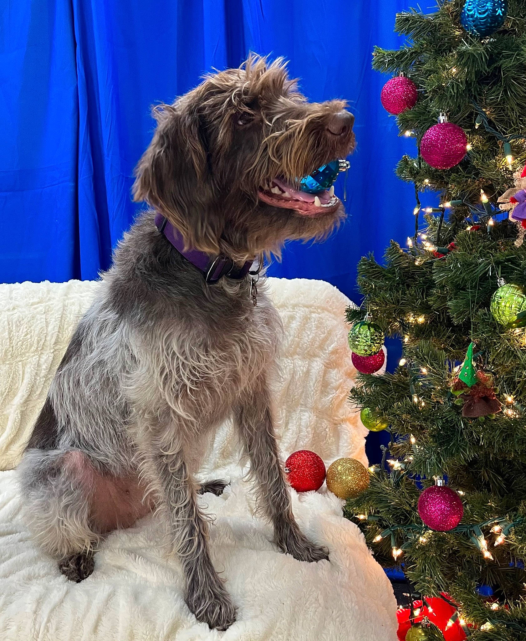 Nala is registered to the contest to win money with this photo: canidae, carnivore, christmas, christmas_decoration, christmas_ornament, christmas_tree, companion_dog, curtain, dog, dog_breed, event, evergreen, fawn, holiday, holiday_ornament, liver, ornament, snout, sporting_group, tree