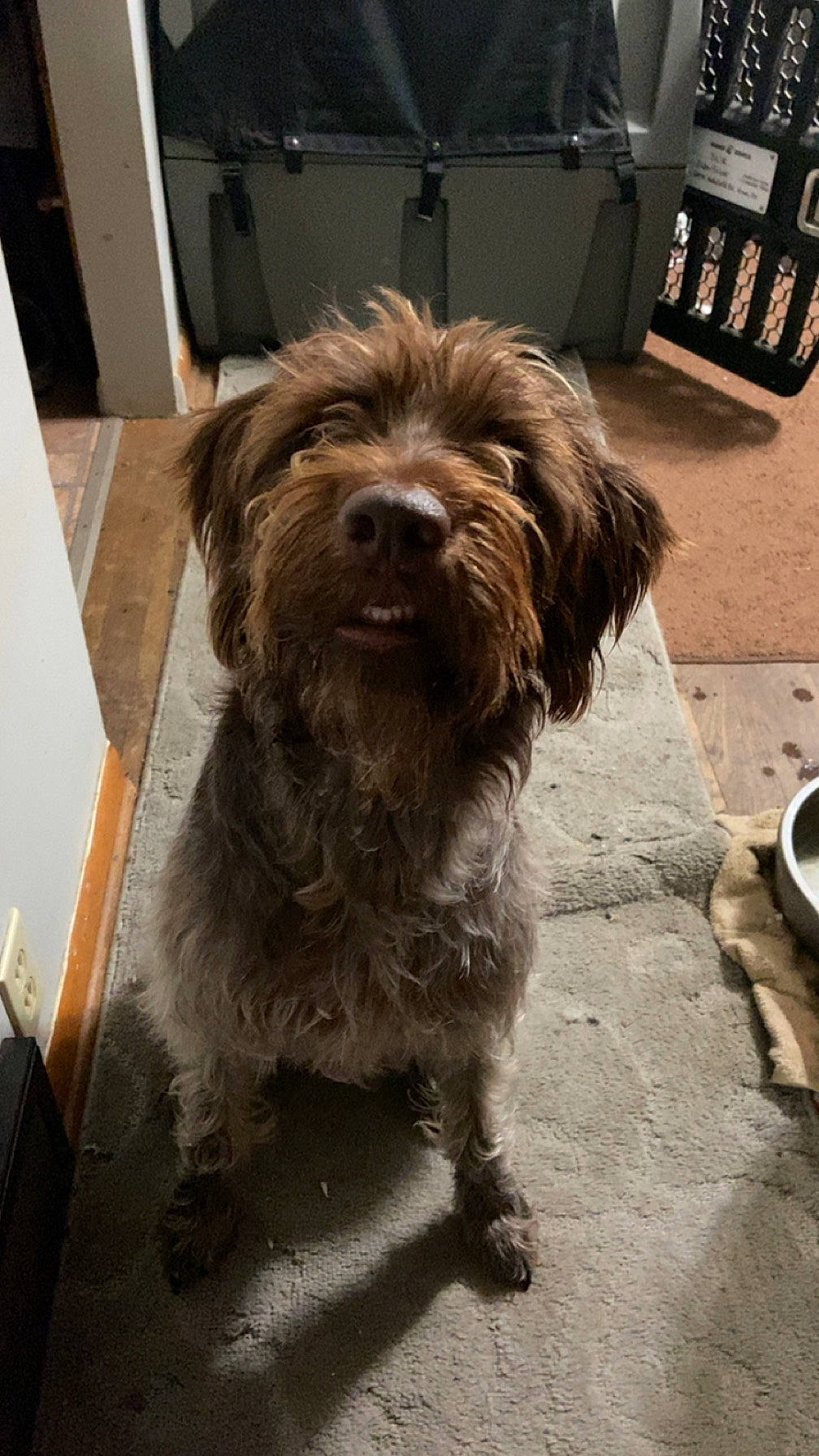 Nala is registered to the contest to win money with this photo: canidae, carnivore, catalan_sheepdog, companion_dog, dog, dog_breed, flooring, fur, liver, poodle_crossbreed, puppy, sapsali, small_terrier, snout, sporting_group, tail, terrier, tibetan_terrier, toy_dog, wood