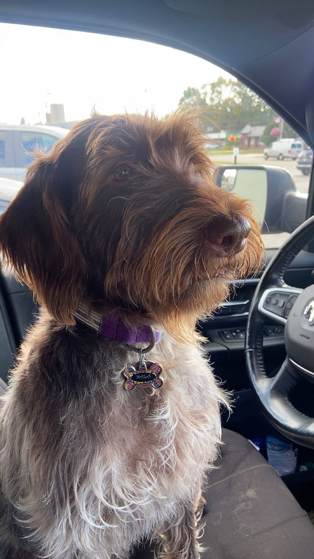 Nala is registered to the contest to win money with this photo: automotive_mirror, car, carnivore, collar, companion_dog, dog, dog_breed, dog_collar, family_car, fur, liver, motor_vehicle, sky, small_terrier, snout, terrier, toy_dog, vehicle, windshield, working_animal