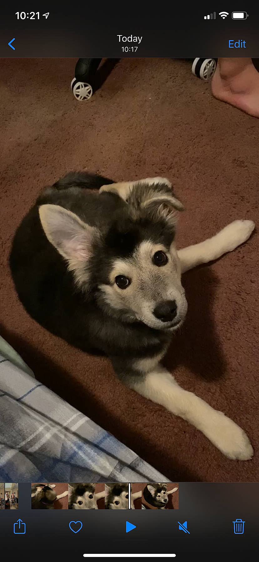 Nezuko joined the competition — help win amazing prizes! art, canidae, canis, carnivore, companion_dog, dog, dog_breed, eye, fawn, flooring, fur, jaw, snout, sporting_group, street_dog, terrestrial_animal, wildlife, wolf, wood, working_animal