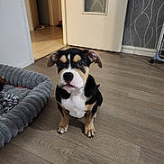 Balko a rejoint le concours — aidez-le/la à gagner de superbes lots ! animal, attention, black_fur, cute, dog, door, ears, flooring, home_interior, indoor, looking, pet_bed, puppy, rope_toy, sitting, tan_fur, wallpaper, white_fur, wood_floor, young_dog