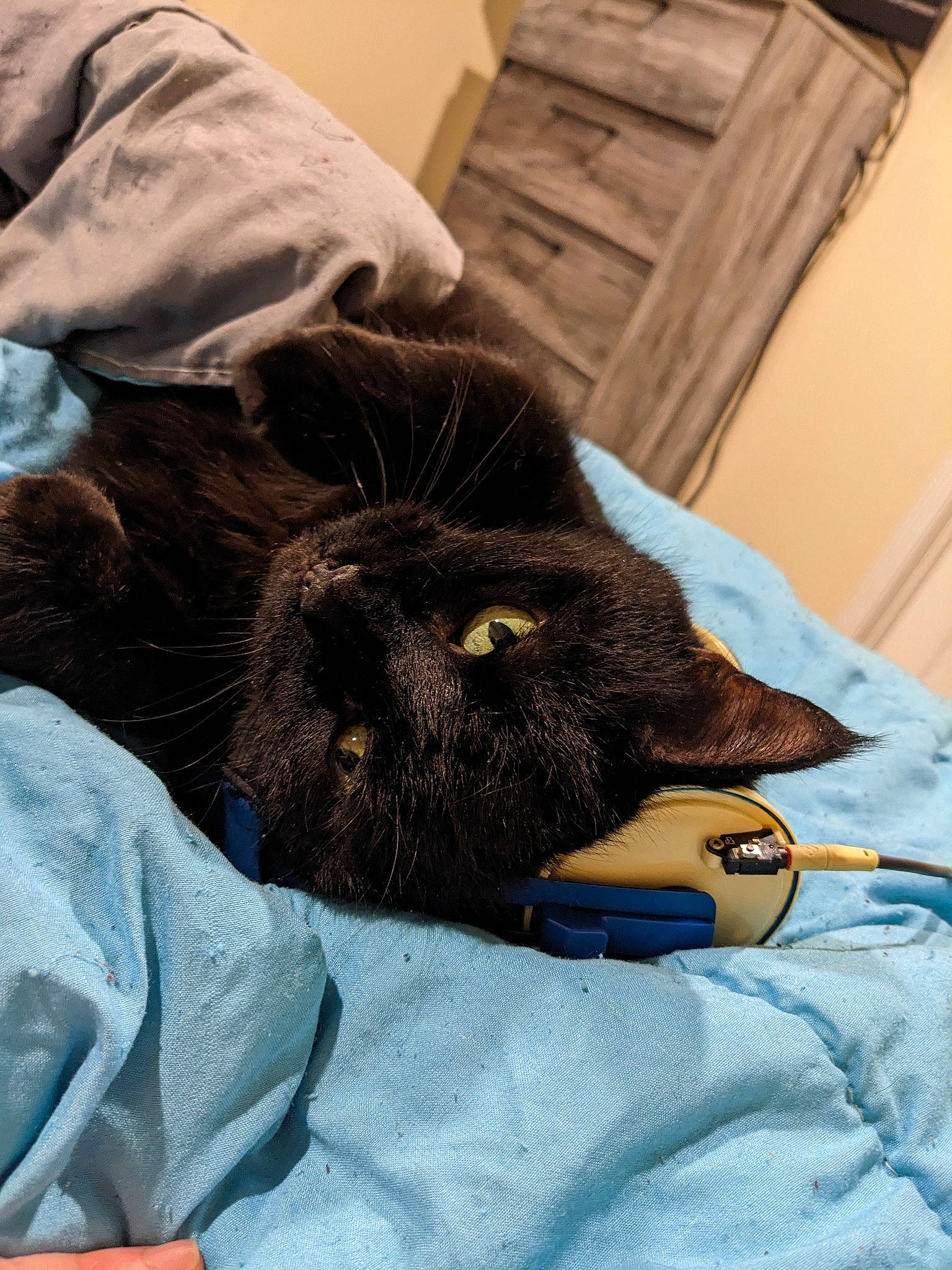 Angel is registered to the contest to win money with this photo: bedding, black_cat, carnivore, cat, claw, comfort, dog_breed, domestic_short_haired_cat, electric_blue, felidae, fur, gesture, grey, linens, nap, small_to_medium_sized_cats, snout, tail, terrestrial_animal, whiskers