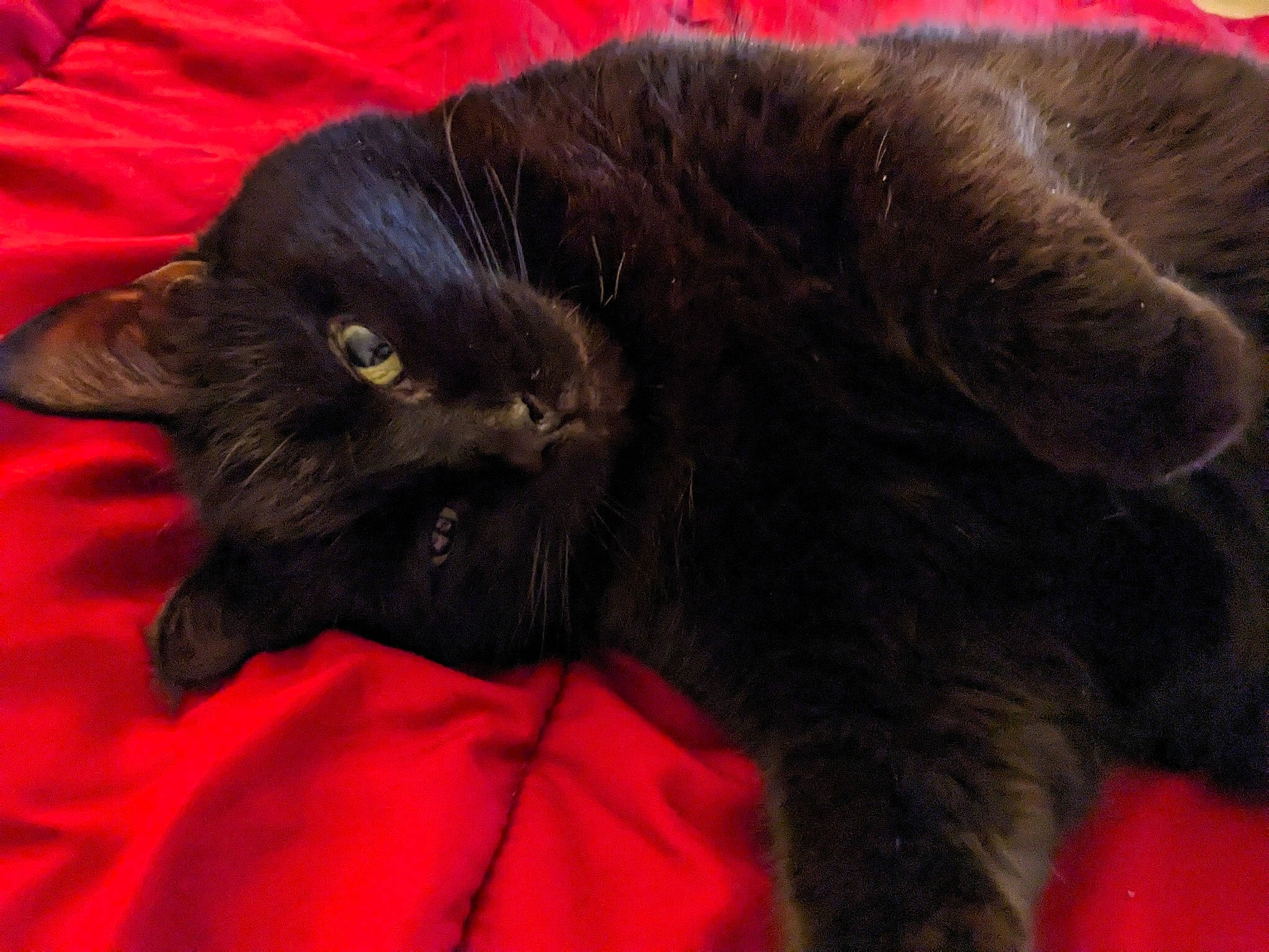 Angel joined the competition — help win amazing prizes! black_cat, bombay, carnivore, cat, claw, comfort, domestic_short_haired_cat, felidae, fur, paw, red, small_to_medium_sized_cats, snout, tail, terrestrial_animal, whiskers