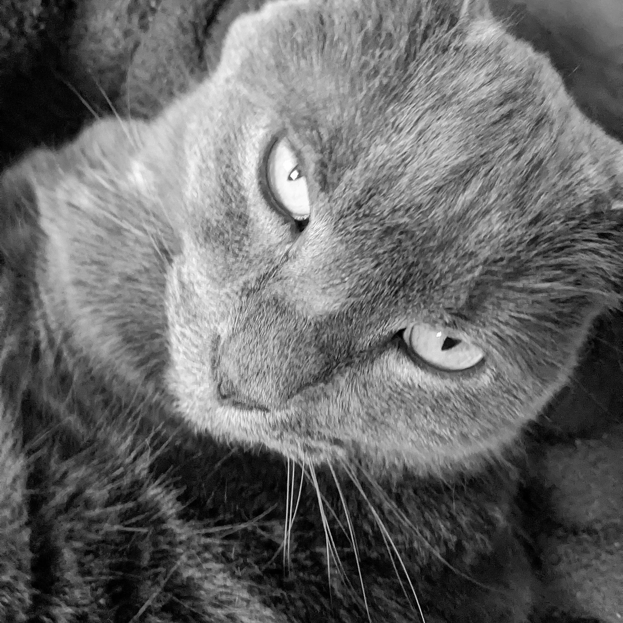 Curious George joined the competition — help win amazing prizes! black_cat, carnivore, cat, chartreux, close_up, domestic_short_haired_cat, felidae, fur, grey, monochrome, monochrome_photography, small_to_medium_sized_cats, snout, style, terrestrial_animal, whiskers, wildlife, working_animal