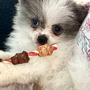 Destiny is registered to the contest to win money with this photo: dog, puppy, fluffy, treat, cute, pet, animal, mouth, string, white, gray, fur, closeup, indoors, soft, cozy, blanket, flower_pattern, curious, small