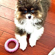 Shiloe is registered to the contest to win money with this photo: puppy, dog, fluffy, toy, pink_toy, wooden_floor, pet, cute, young_dog, indoor, animal, fur, small_dog, looking_up, playful, pet_toy, brown_fur, white_fur, black_fur, floor