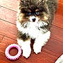 puppy, dog, fluffy, toy, pink_toy, wooden_floor, pet, cute, young_dog, indoor, animal, fur, small_dog, looking_up, playful, pet_toy, brown_fur, white_fur, black_fur, floor