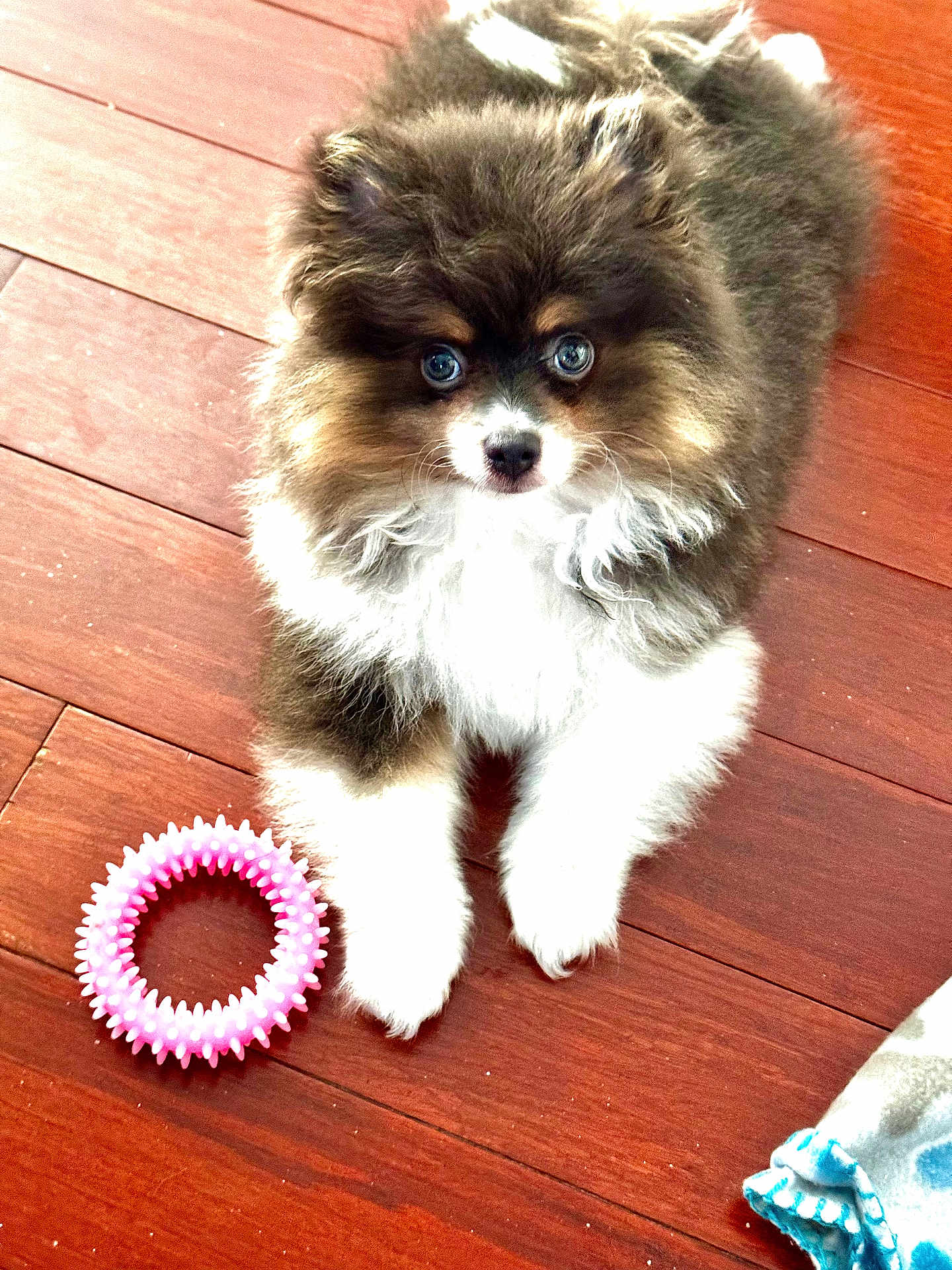 Shiloe is registered to the contest to win money with this photo: puppy, dog, fluffy, toy, pink_toy, wooden_floor, pet, cute, young_dog, indoor, animal, fur, small_dog, looking_up, playful, pet_toy, brown_fur, white_fur, black_fur, floor