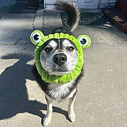 Simba joined the competition — help win amazing prizes! dog, pet, animal, outdoor, concrete, sunlight, shadow, costume, headband, green, frog, playful, cute, fur, canine, standing, looking_up, ears, tail, expression