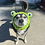 dog, pet, animal, outdoor, concrete, sunlight, shadow, costume, headband, green, frog, playful, cute, fur, canine, standing, looking_up, ears, tail, expression