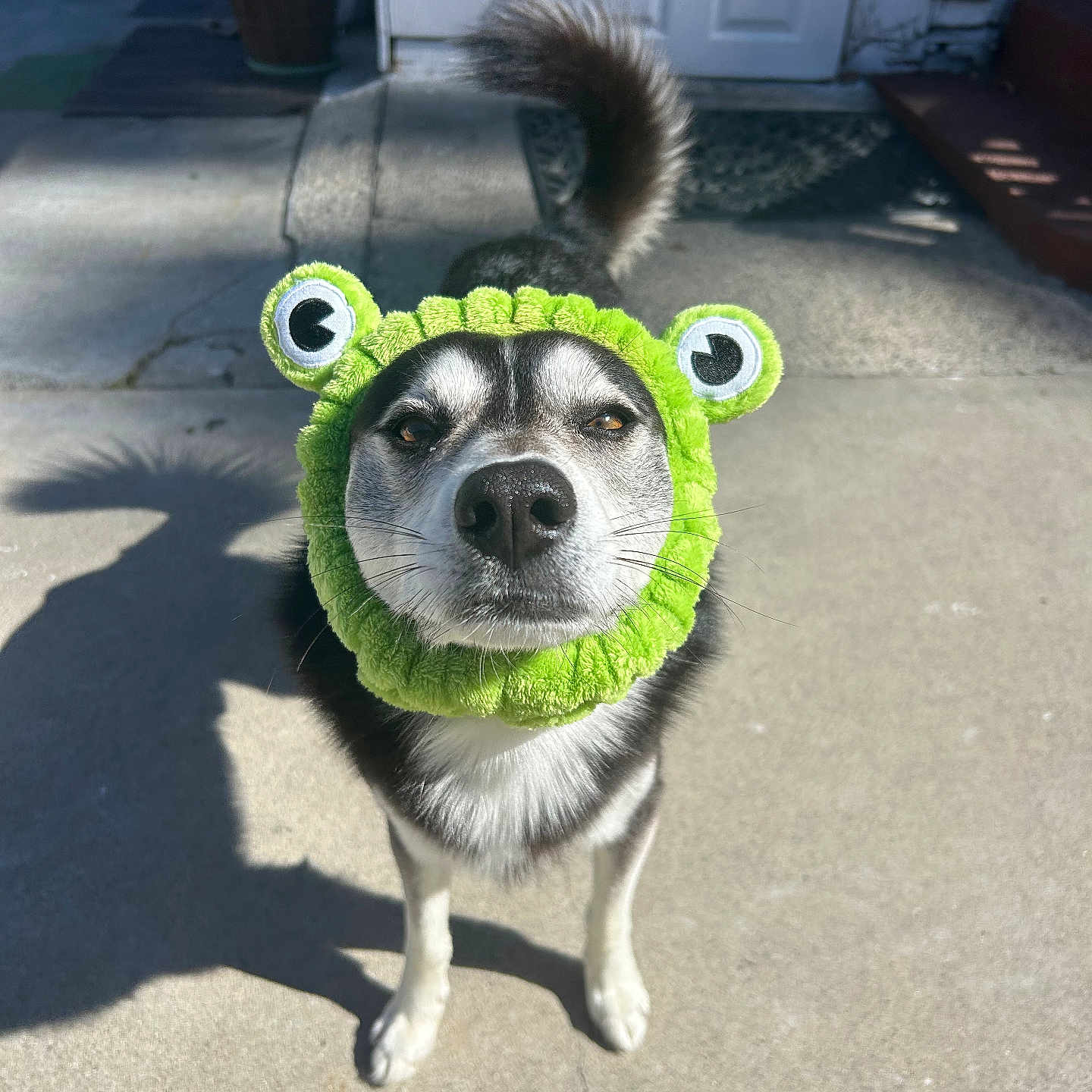 Simba joined the competition — help win amazing prizes! animal, canine, concrete, costume, cute, dog, ears, expression, frog, fur, green, headband, looking_up, outdoor, pet, playful, shadow, standing, sunlight, tail