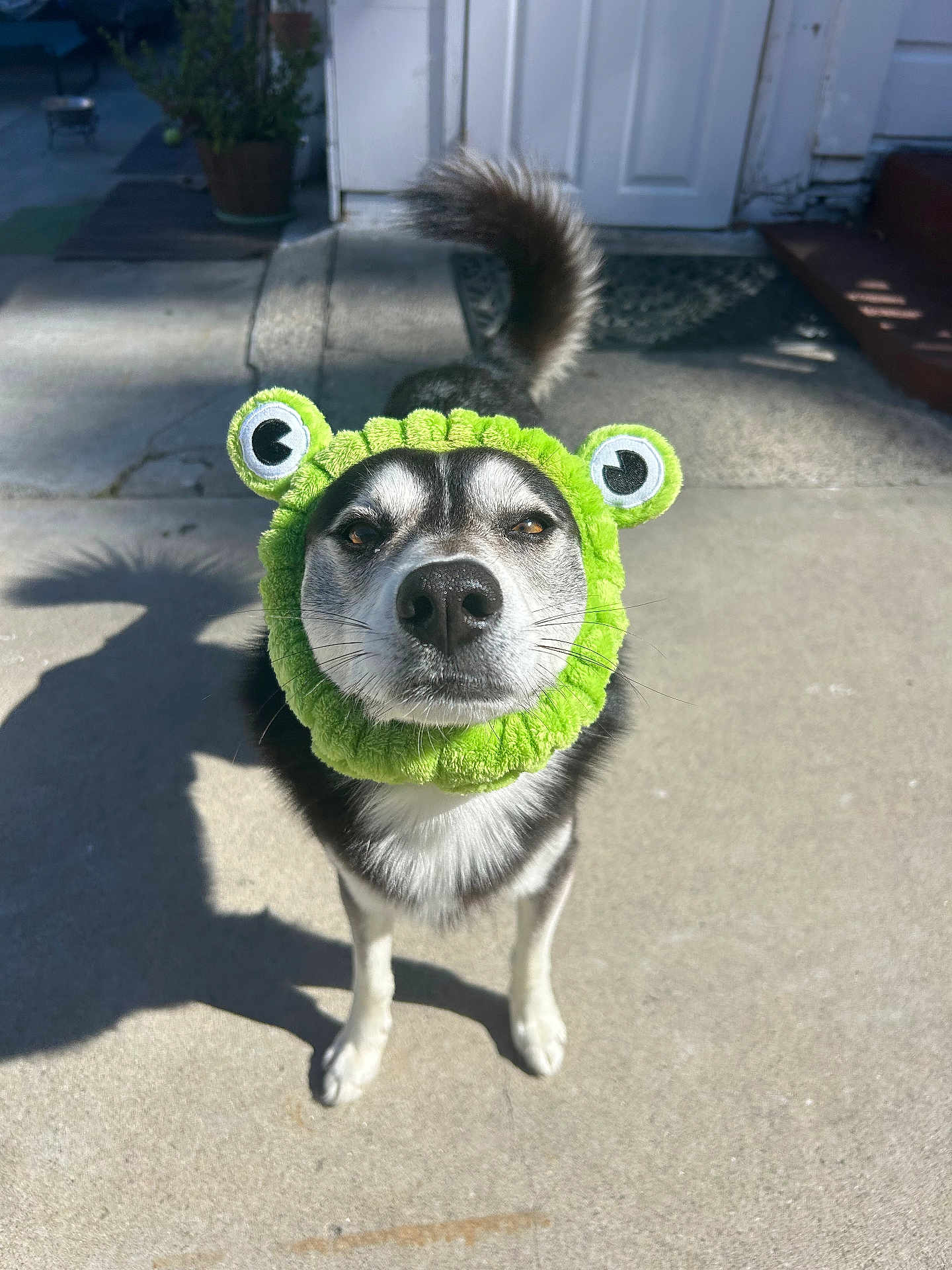 Simba