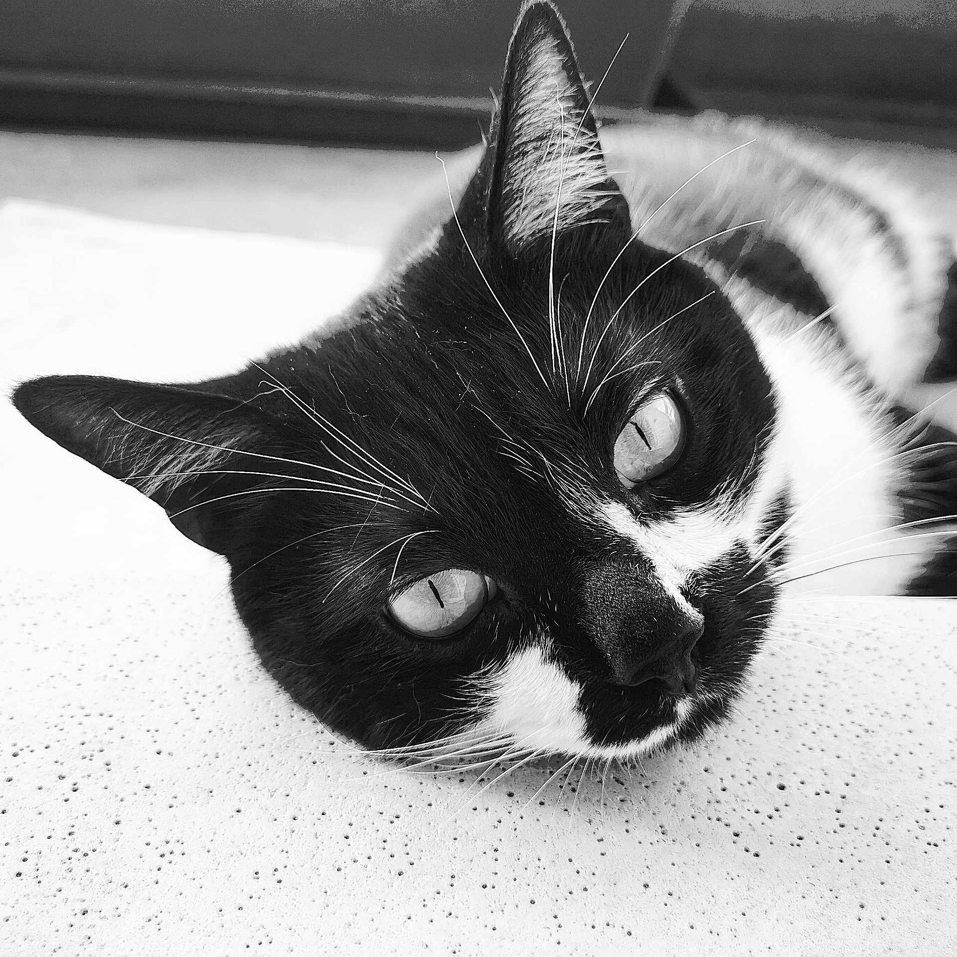 Molière participe au concours pour gagner de l'argent avec cette photo : animal, black_and_white, calm, cat, close_up, cute, eyes, face, feline, fur, indoor, muzzle, pet, portrait, relaxed, resting, sleepy, texture, tuxedo_cat, whiskers