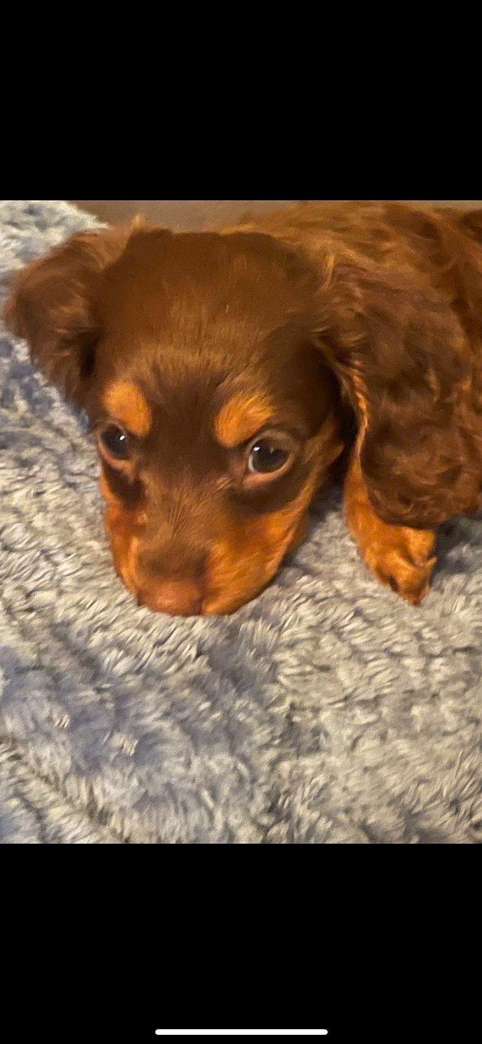 Gump joined the competition — help win amazing prizes! brown, canidae, carnivore, companion_dog, dog, dog_breed, ear, fawn, fur, liver, paw, puppy, snout, sporting_group, terrestrial_animal, toy_dog, whiskers, working_animal