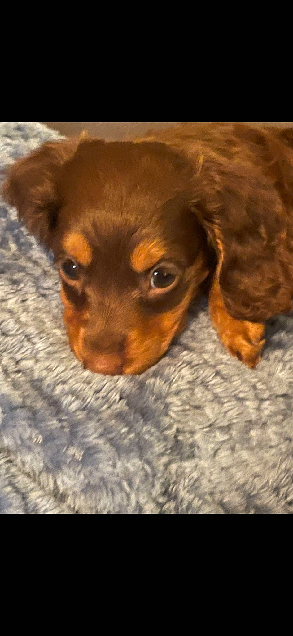 Gumbo is registered to the contest to win money with this photo: canidae, carnivore, companion_dog, dog, dog_breed, ear, fawn, fur, guard_dog, hunting_dog, liver, paw, puppy, snout, sporting_group, toy_dog, whiskers, working_animal