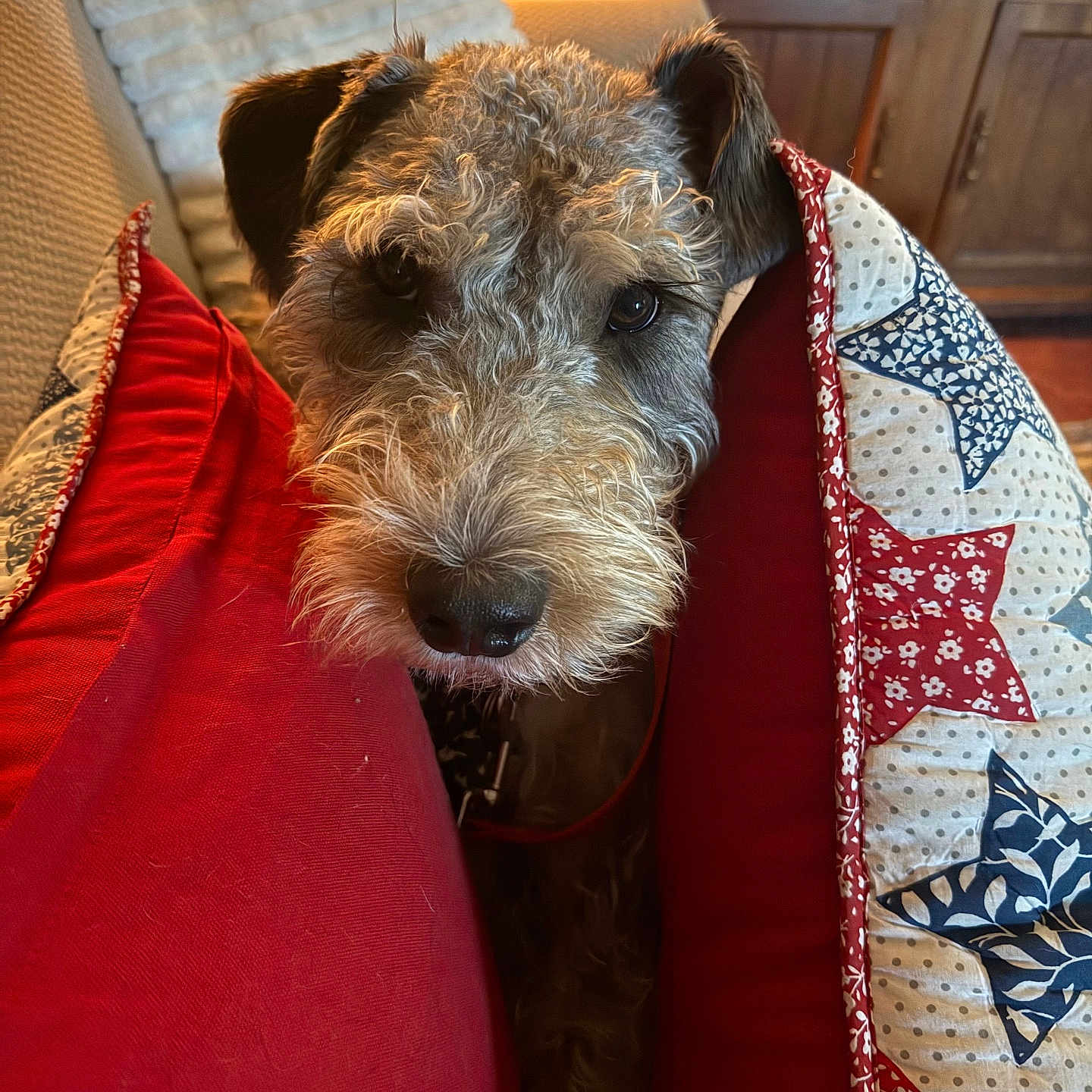Teddy