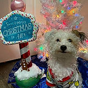 Baby joined the competition — help win amazing prizes! dog, white_dog, christmas_tree, holiday_lights, pajamas, festive, decorations, gingerbread_man, candy_cane, sign, floor, indoor, pet, cute, curly_fur, celebration, christmas, holiday, festive_clothing, colorful_lights