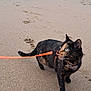 cat, tortoiseshell_cat, leash, sand, beach, paw_prints, sea, water, sky, outdoor, animal, pet, curious, walking, collar, nature, shoreline, exploration, daytime, feline