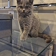 Ippo participe au concours pour gagner de l'argent avec cette photo : kitten, cat, gray_cat, feline, pet, animal, glass_table, indoor, modern_interior, reflection, shadow, cute, fur, small, young, sitting, curious, whiskers, ears, eyes