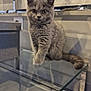 kitten, cat, gray_cat, feline, pet, animal, glass_table, indoor, modern_interior, reflection, shadow, cute, fur, small, young, sitting, curious, whiskers, ears, eyes