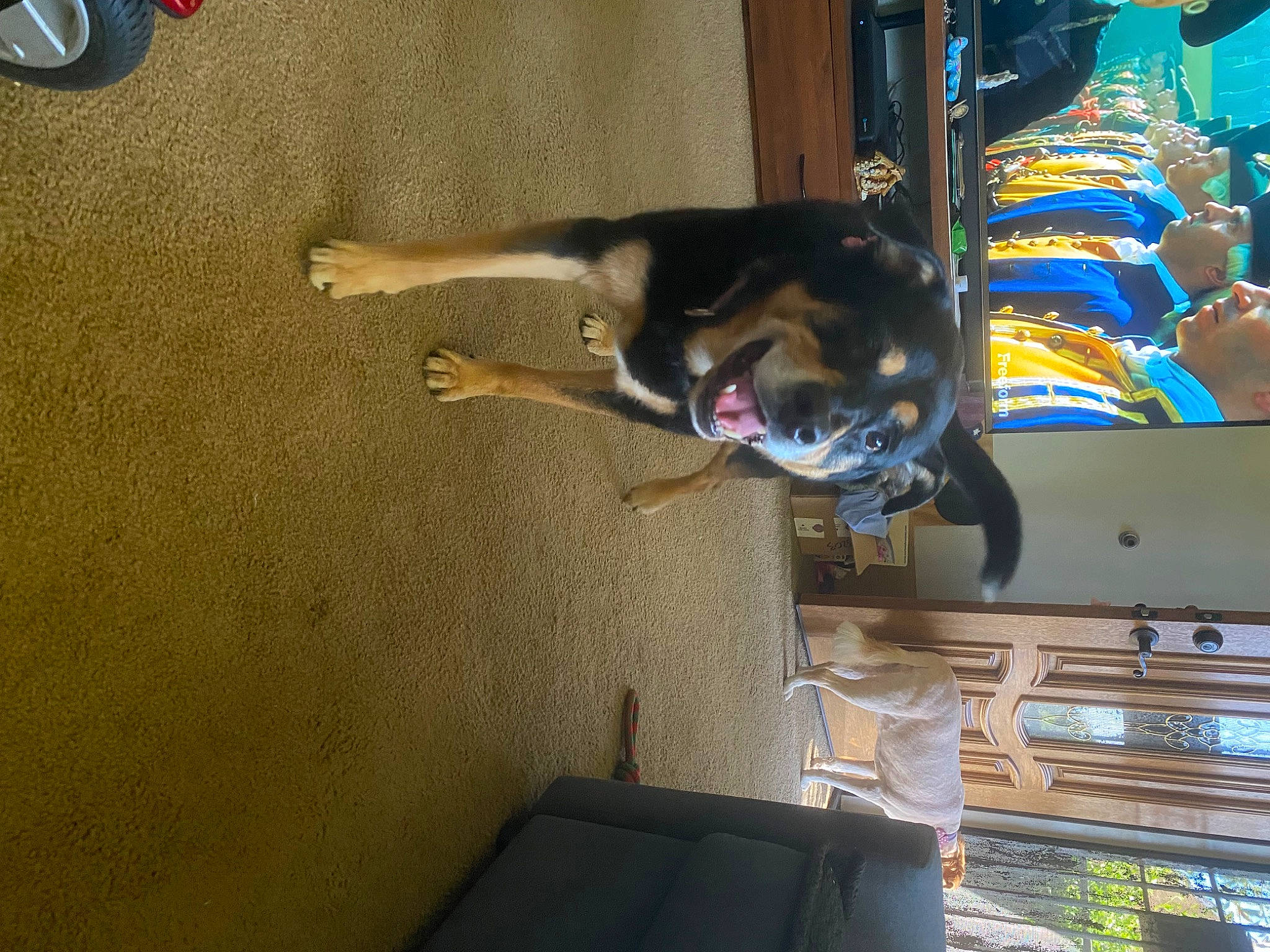 Cali joined the competition — help win amazing prizes! carnivore, collar, companion_dog, dog, dog_breed, flooring, fun, pet_supply, room, sporting_group, tail, working_animal