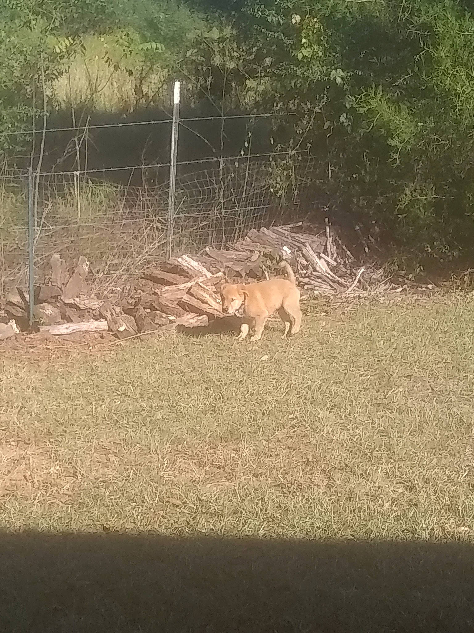 Henry is registered to the contest to win money with this photo: antelope, canidae, deer, fawn, grass, impala, landscape, plant, safari, tail, white_tailed_deer, wildlife, zoo