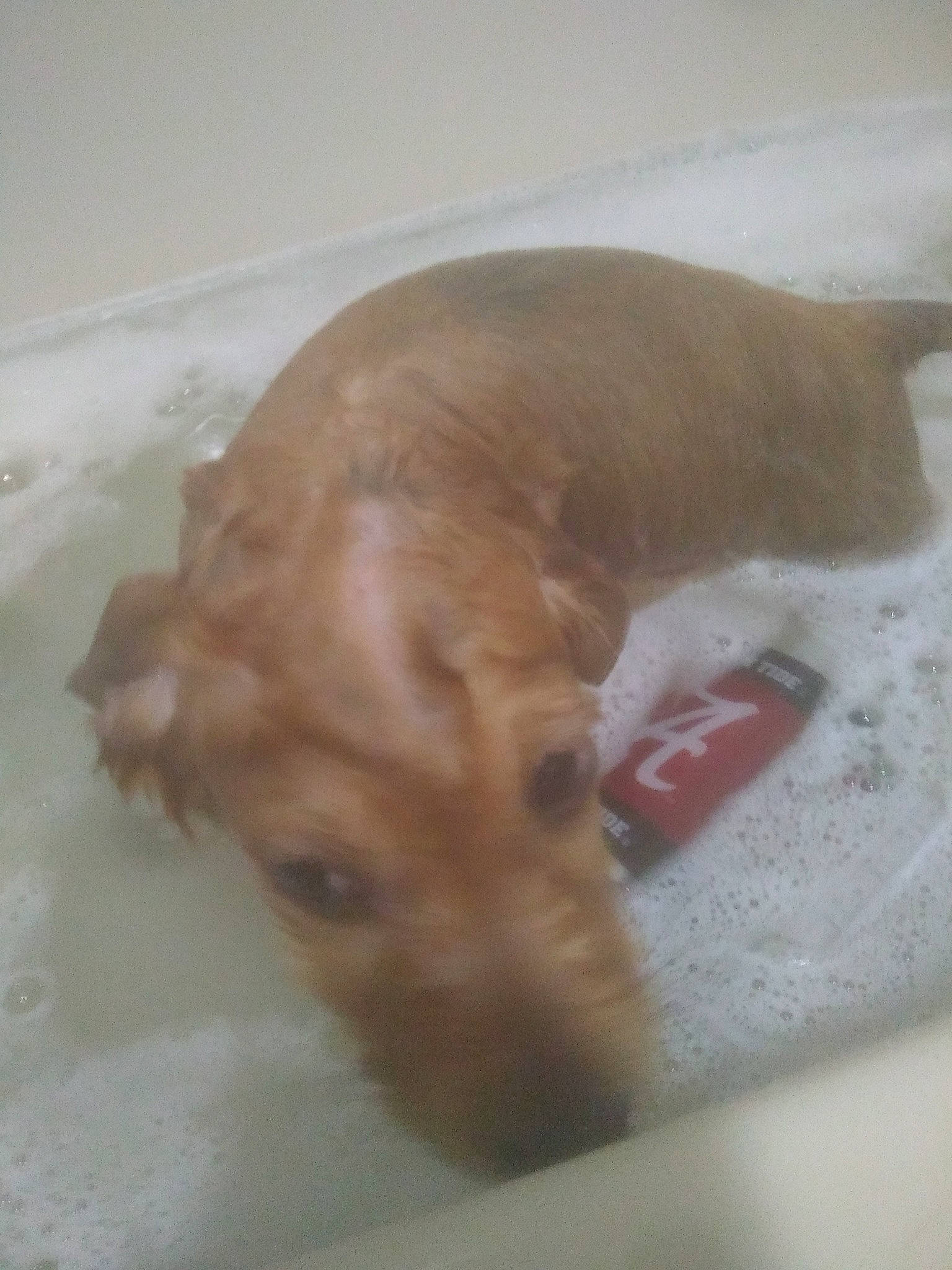 Henry joined the competition — help win amazing prizes! american_cocker_spaniel, canidae, carnivore, dog, dog_breed, english_cocker_spaniel, fawn, golden_retriever, labrador_retriever, puppy, snout, sporting_group