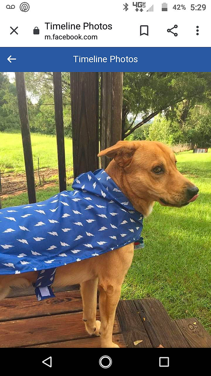 Henry joined the competition — help win amazing prizes! canidae, carnivore, companion_dog, dachshund, design, dog, dog_breed, dog_clothes, fawn, pattern, photo_caption