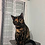 Vanya participe au concours pour gagner de l'argent avec cette photo : cat, tortoiseshell, pet, indoor, curious, cat_tree, window, curtains, feline, whiskers, ears, tail, fur, sitting, looking, closeup, domestic, animal, cozy, home