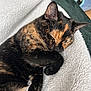 Vanya participe au concours pour gagner de l'argent avec cette photo : cat, sleeping, tortoiseshell, fluffy_blanket, cozy, pet, fur, animal, resting, indoor, closeup, cute, paw, relaxing, whiskers, soft, nap, domestic_cat, feline, peaceful