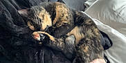 Vanya a rejoint le concours — aidez-le/la à gagner de superbes lots ! cat, tortoiseshell, sleeping, curled_up, paw, fur, blanket, hand, indoor, cozy, resting, pet, animal, cute, feline, soft, comfort, home, cushion, relaxing