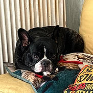 Molly participe au concours pour gagner de l'argent avec cette photo : dog, french_bulldog, couch, pillow, indoor, pet, resting, black_and_white, canine, furniture, cozy, relaxed, domestic, animal, living_room, closeup, portrait, ears, snout, home