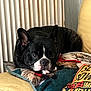 animal, black_and_white, canine, closeup, couch, cozy, dog, domestic, ears, french_bulldog, furniture, home, indoor, living_room, pet, pillow, portrait, relaxed, resting, snout